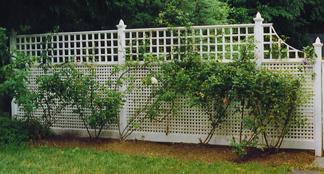 Privacy Lattice Fence with TrellisTopper with roses